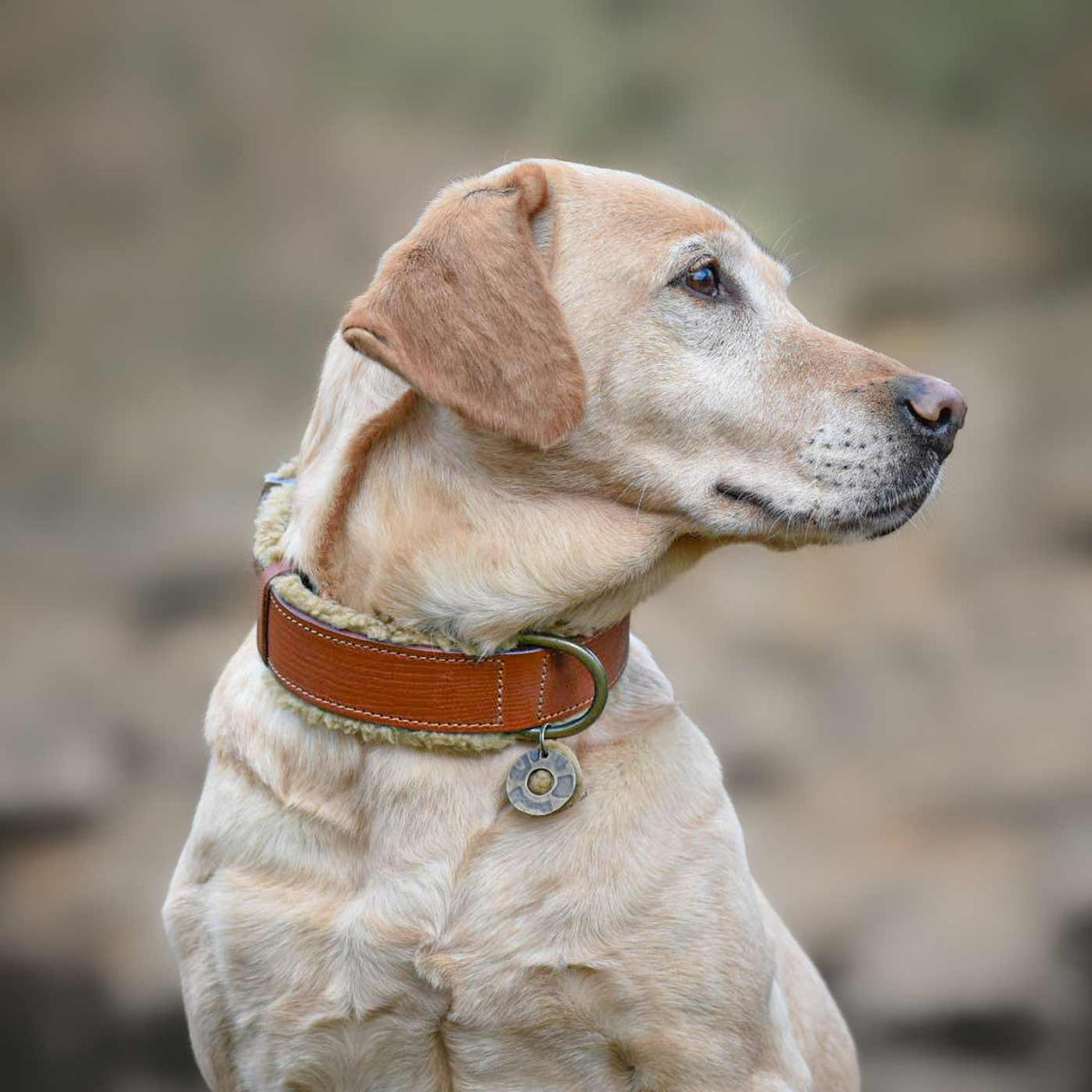 Teddy Dog Collar by DWAM, view 2