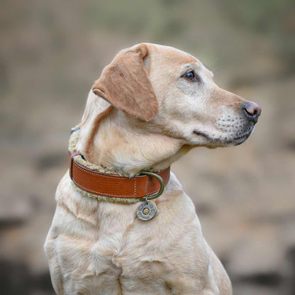 Teddy Dog Collar by DWAM, view 2