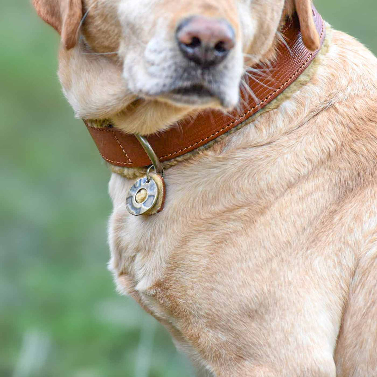 Teddy Dog Collar by DWAM, view 4