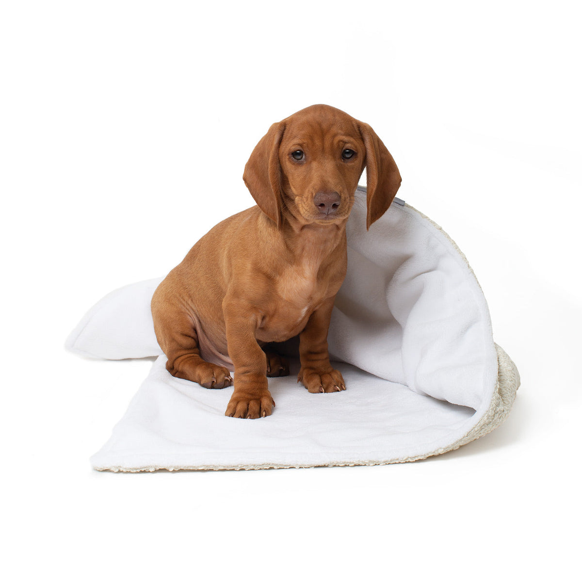 Dog & Puppy Blanket in Bouclé, view 5