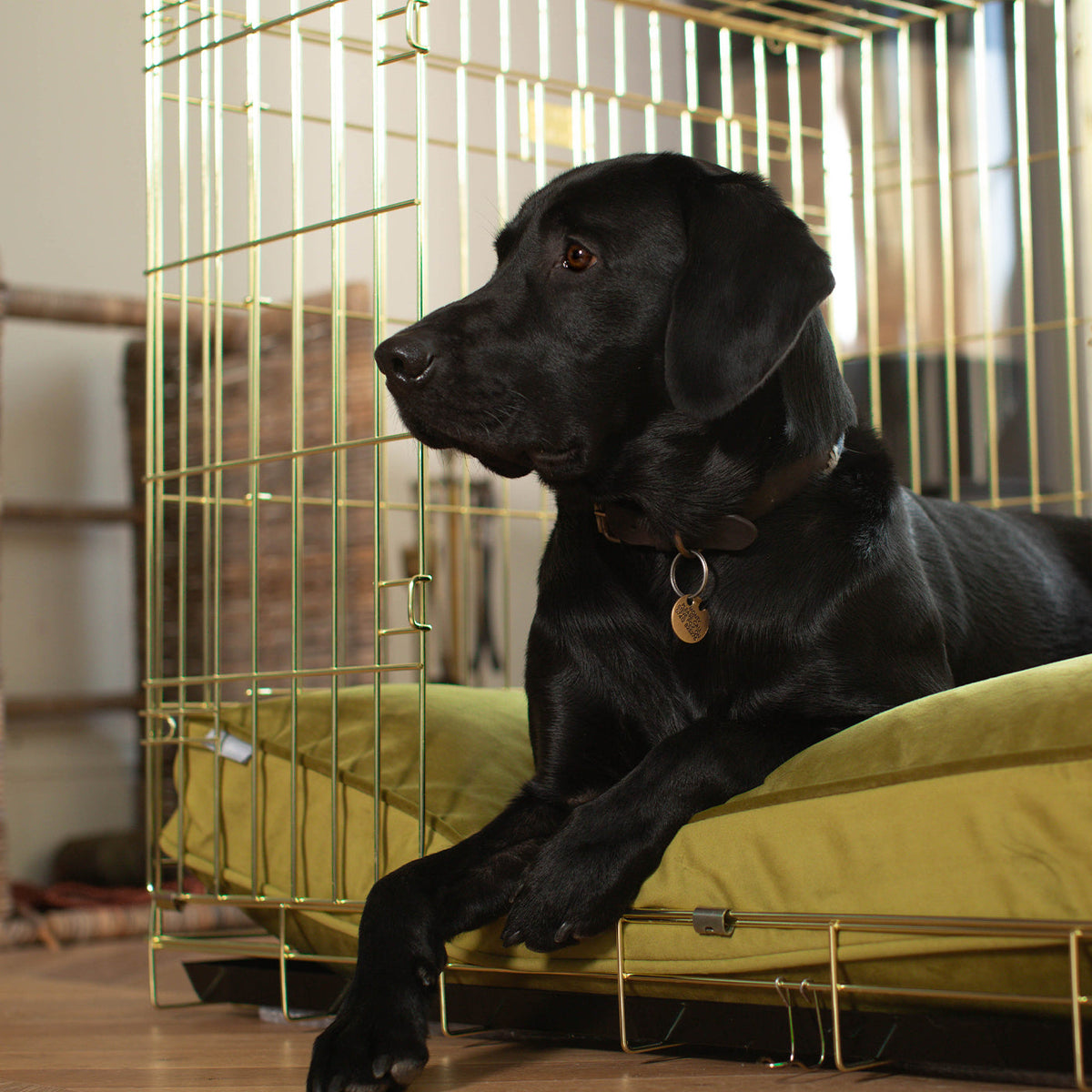 Dog Cushion in Olive Velvet, view 3