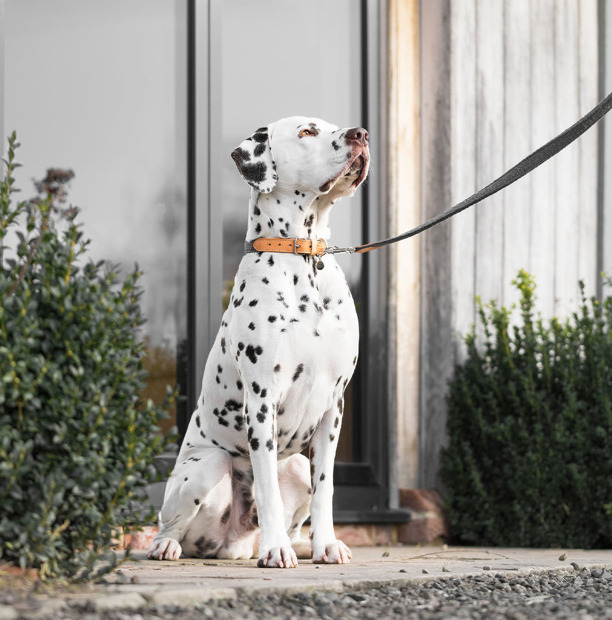 Essentials Herdwick Dog Collar in Graphite, view 4