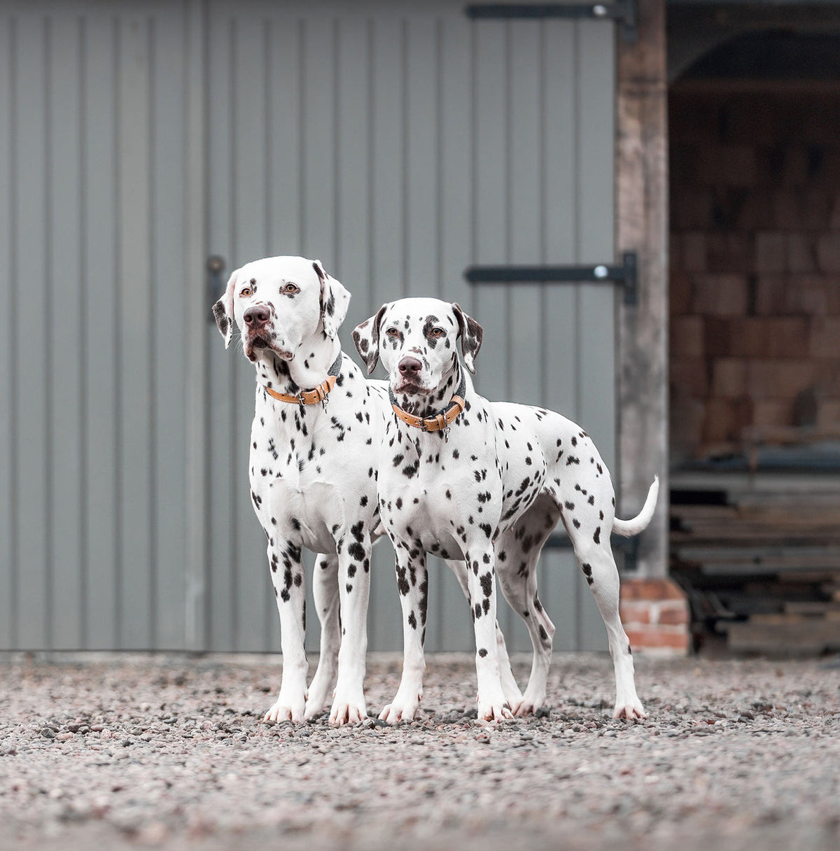 Essentials Herdwick Dog Collar in Graphite, view 5