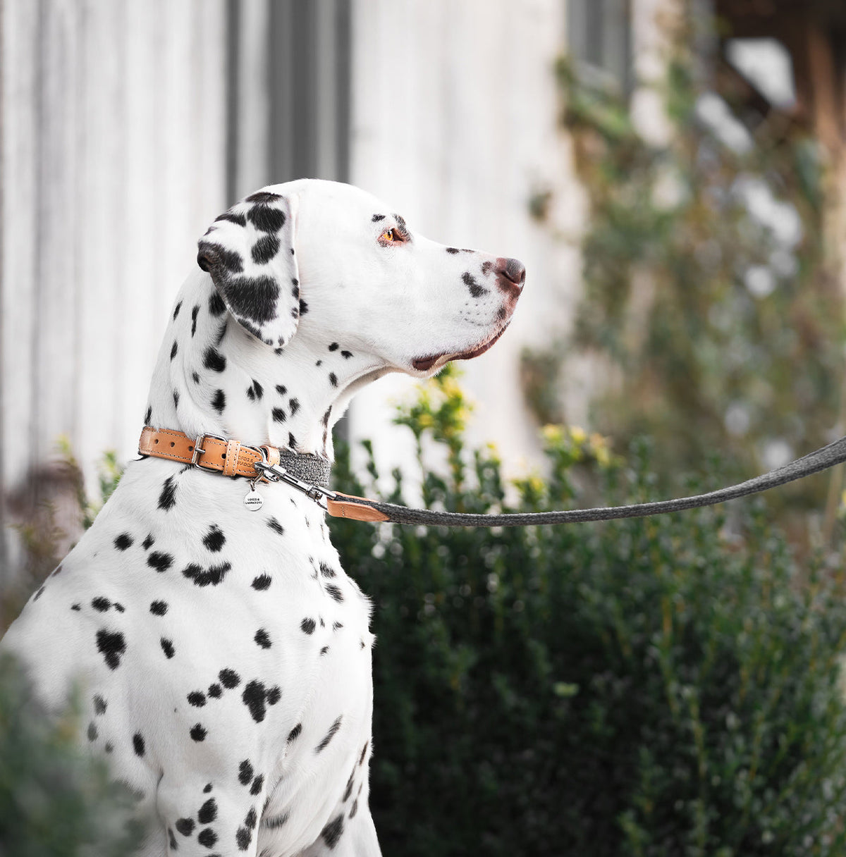 Essentials Herdwick Dog Collar in Graphite
