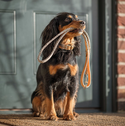 Essentials Herdwick Dog Lead in Pebble, view 6