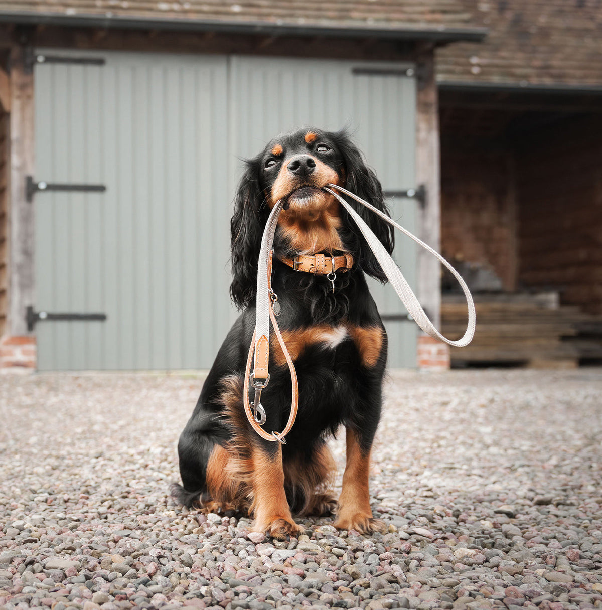 Essentials Twill Dog Collar in Linen, view 6