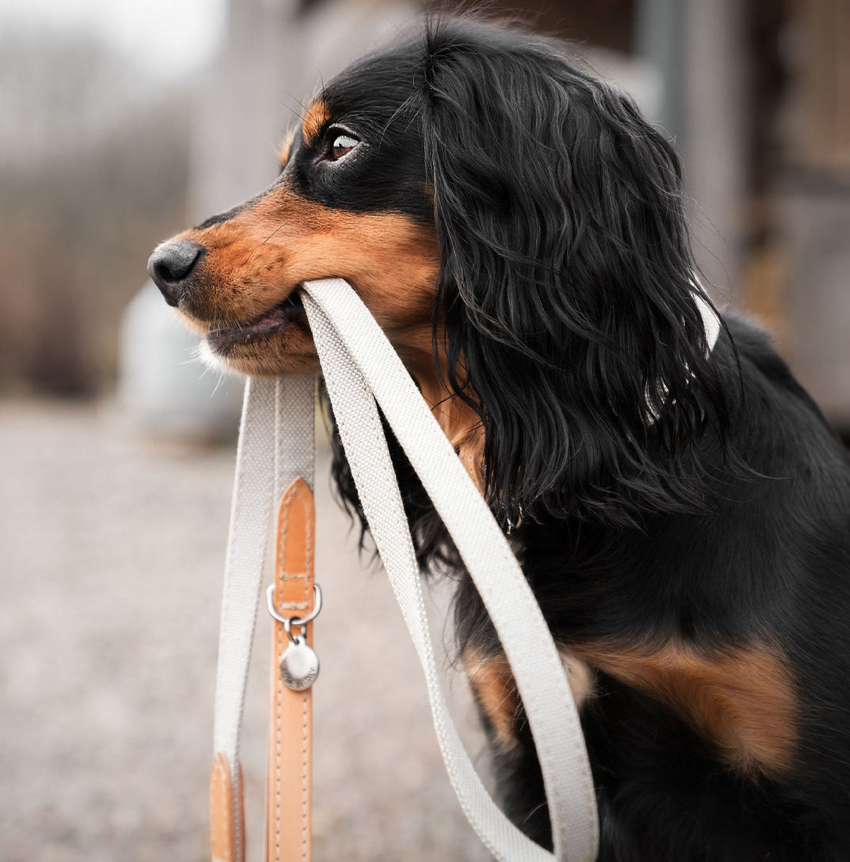 Essentials Twill Dog Collar in Linen, view 7