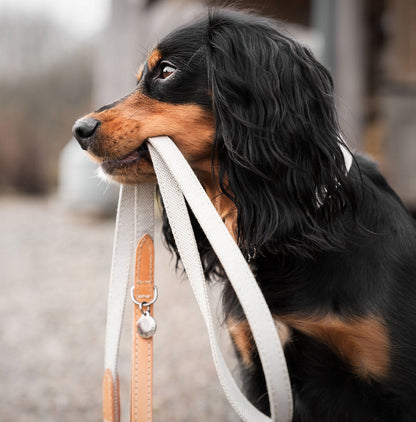 Essentials Twill Dog Collar in Linen, view 7