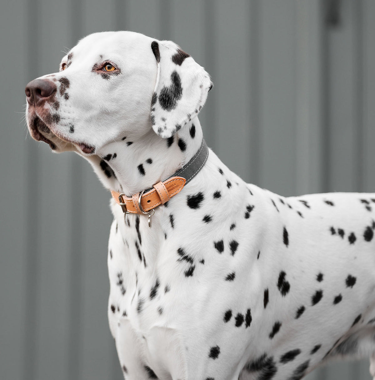 Essentials Twill Dog Collar in Slate