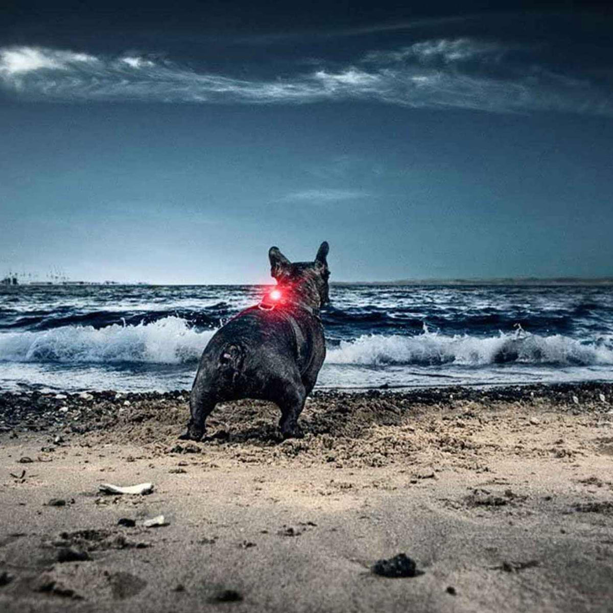 Orbiloc Dog Dual Safety Light, view 4