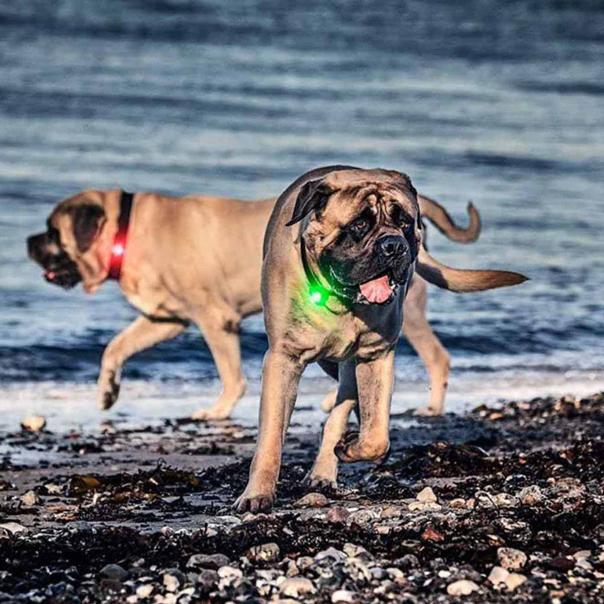 Orbiloc Dog Dual Safety Light, view 3