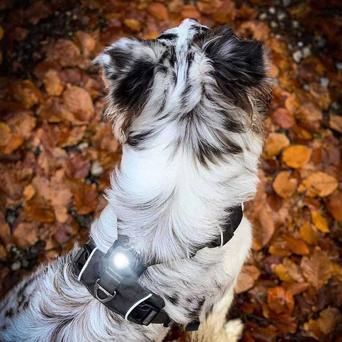 Orbiloc Dog Dual Safety Light, view 5