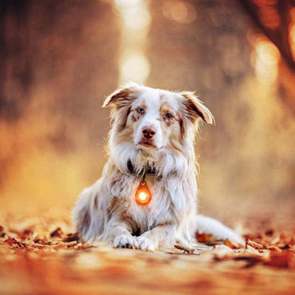 Orbiloc Dog Dual Safety Light, view 7