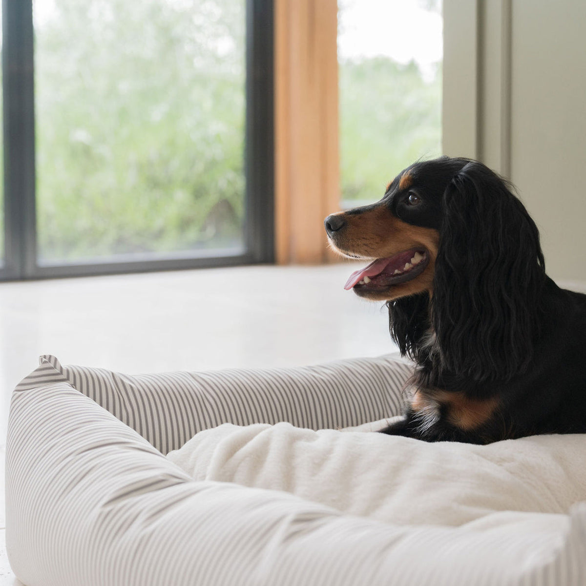 Box Bed With Removable Covers in Regency Stripe, view 6