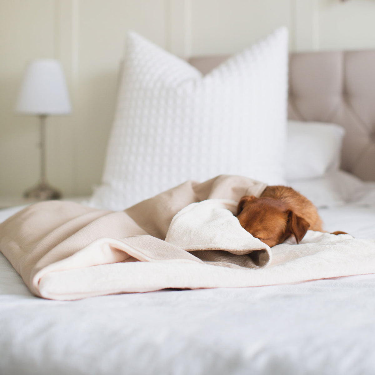 Dog & Puppy Blanket in Savanna Oatmeal, view 5
