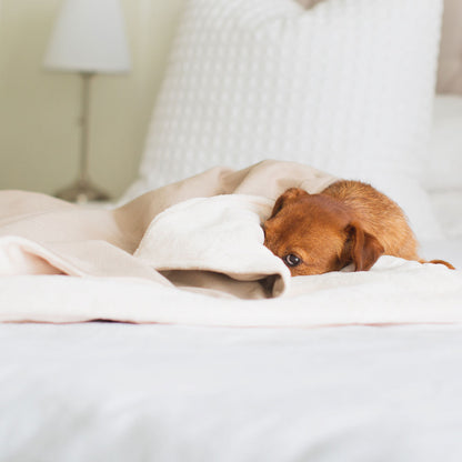 Dog & Puppy Blanket in Savanna Oatmeal, view 6