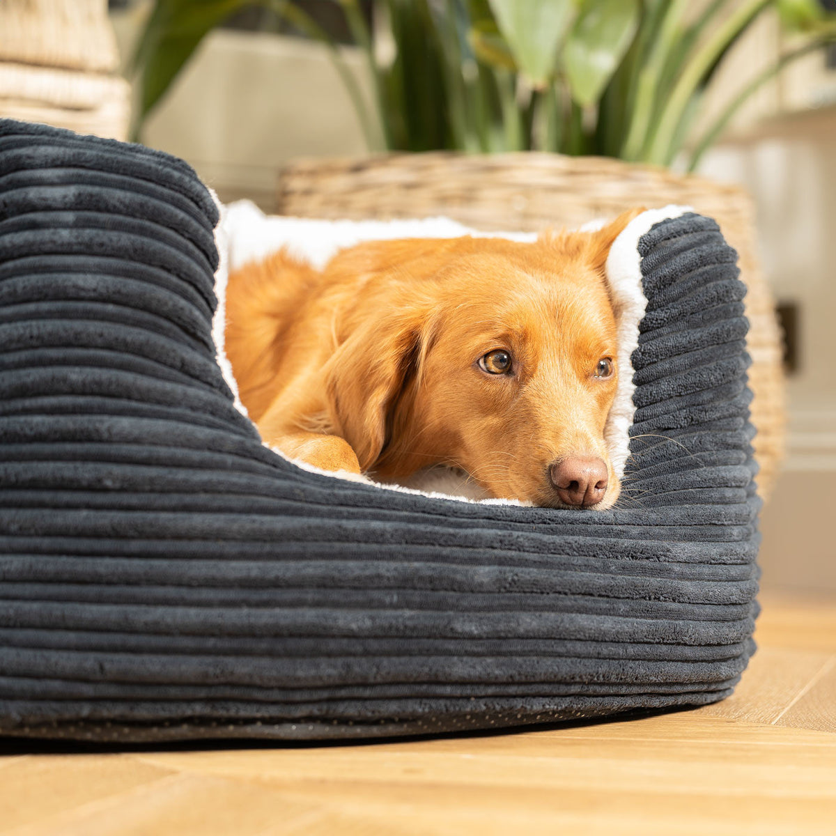 High Wall Bed With Removable Covers in Essentials Navy Plush, view 3